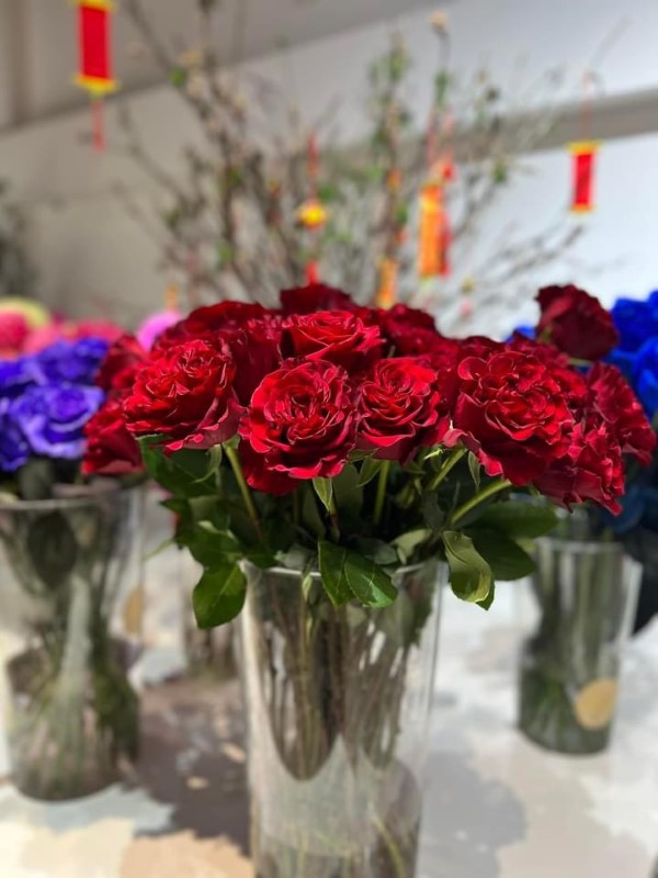 Hoa hồng Ecuador - bó 20 cành