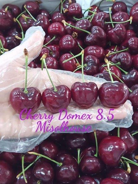 Cherry Domex size 8.5 (0710)