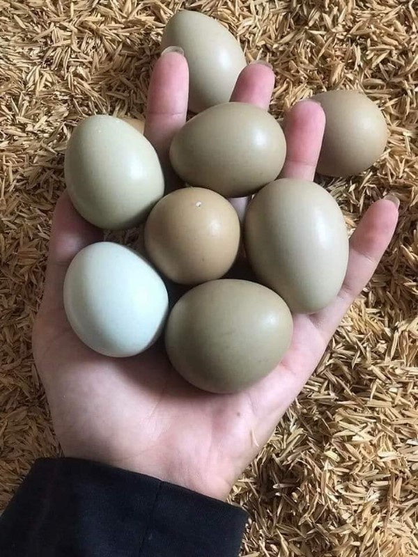 Trứng chim trĩ